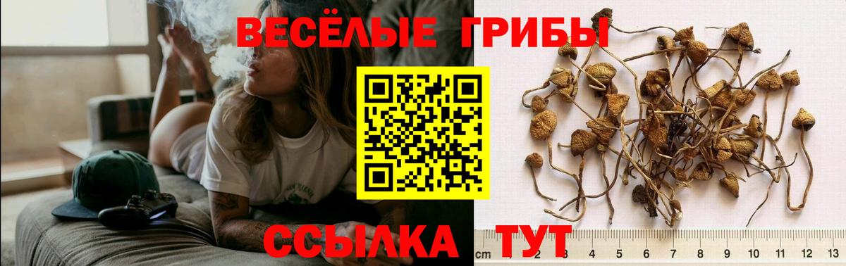Псилоцибиновые грибы Cubensis  Вход с VPN  Омск 